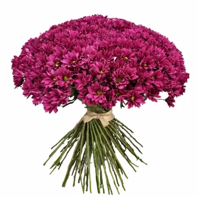 Kytice 100 fialových chryzantém HANNELORE