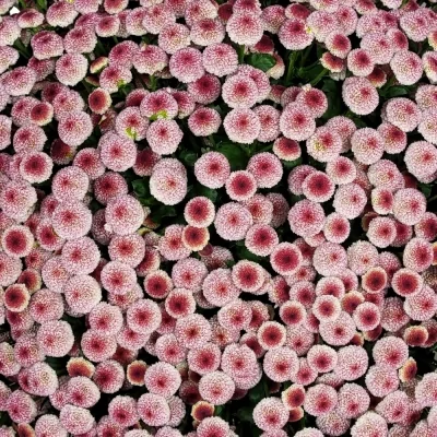 Kytice 100 fialových chryzantém santini HILDEGARD