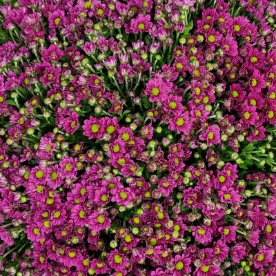 Kytice 100 fialových chryzantém santini LILIANA