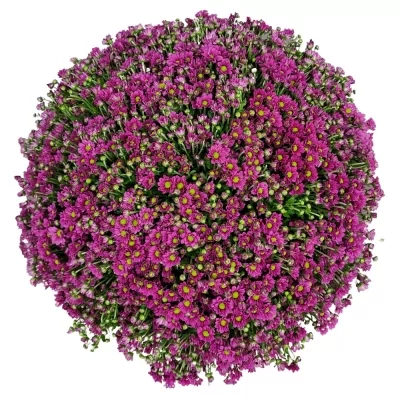 Kytice 100 fialových chryzantém santini LILIANA 50 cm