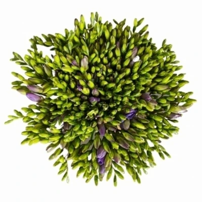 Kytice 100 fialových jednoduchých frézií