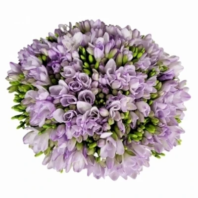 Kytice 100 fialových frézií ERIKA 40 cm