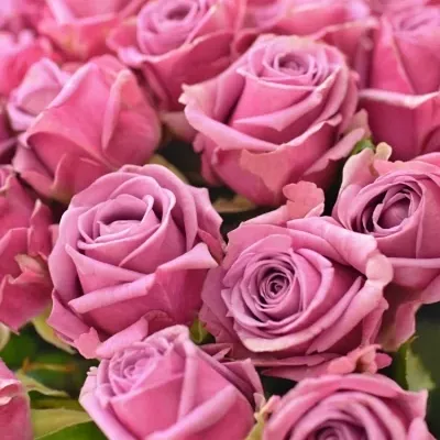 Kytice 100 fialových růží COOL WATER 50cm