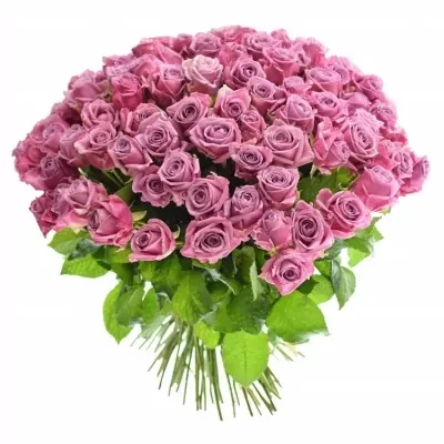 Kytice 100 fialových růží COOL WATER 50cm