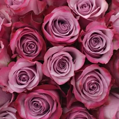 Kytice 100 fialových růží DEEP PURPLE 50cm