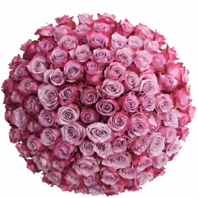 Kytice 100 fialových růží DEEP PURPLE 80cm