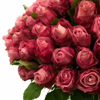Kytice 100 fialových růží DEEP WATER 40cm