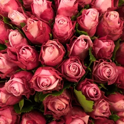 Kytice 100 fialových růží DEEP WATER 40cm