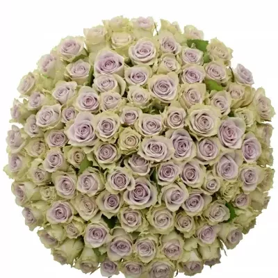 Kytice 100 fialových růží FIFTH AVENUE! 50cm