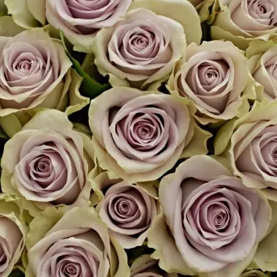 Kytice 100 fialových růží FIFTH AVENUE! 50cm