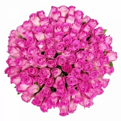 Kytice 100 fialových růží H3O