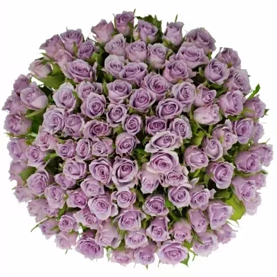 Kytice 100 fialových růží JAZZ 40cm