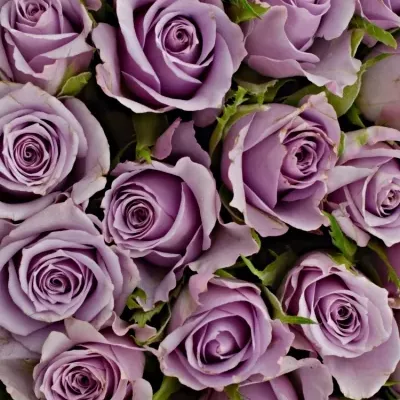 Kytice 100 fialových růží JAZZ 40cm