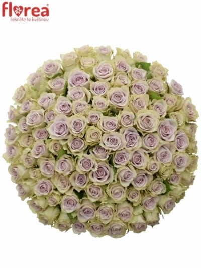 Kytice 100 fialových růží LULLABY 90cm