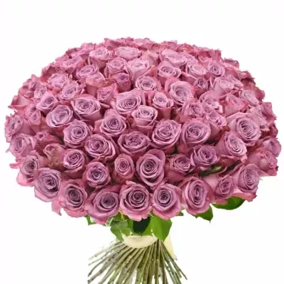 Kytice 100 fialových růží MARITIM