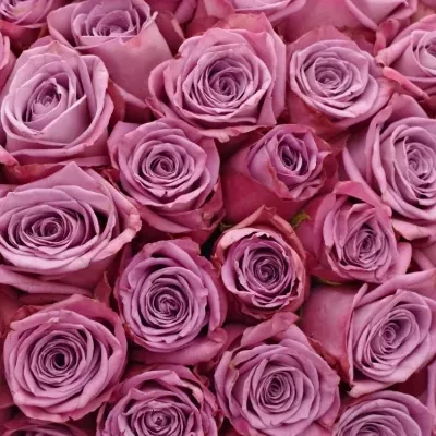 Kytice 100 fialových růží MOODY BLUES 50cm