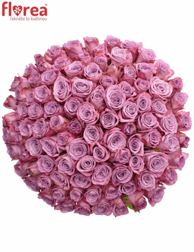 Kytice 100 fialových růží MOODY BLUES 50cm