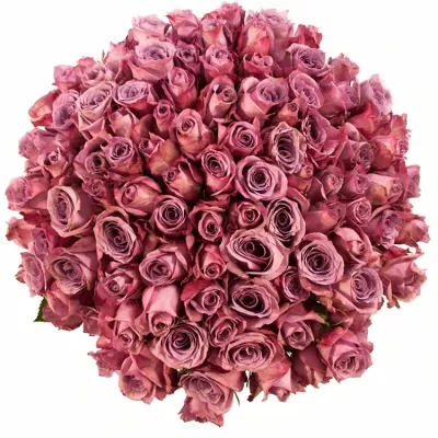 Jednodruhová kytice 100 fialových růží NEW ORLEANS 60 cm
