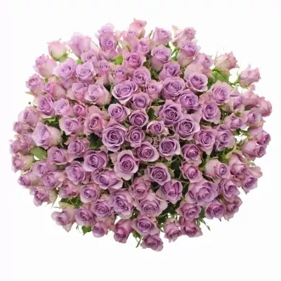 Jednodruhová kytice 100 fialových růží NIGHTINGALE 70 cm