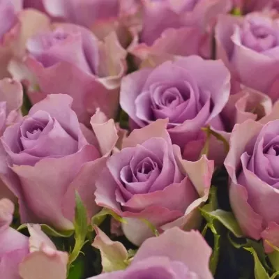 Kytice 100 fialových růží NIGHTINGALE 40cm