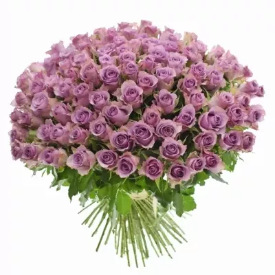 Kytice 100 fialových růží NIGHTINGALE 40cm