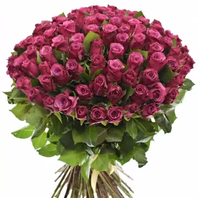 Kytice 100 fialových růží SHOGUN 40cm