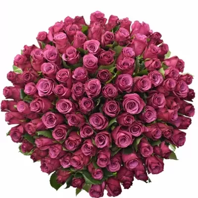Kytice 100 fialových růží SHOGUN 40cm