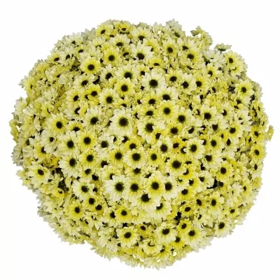 100 jednodruhových krémových chryzantém santini HEDVIGA v kytici