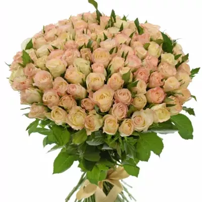 Kytice 100 krémových růží MARILYN 50cm