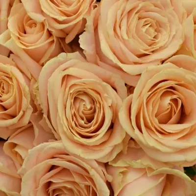 Kytice 100 krémových růží PEARL AVALANCHE+ 50cm