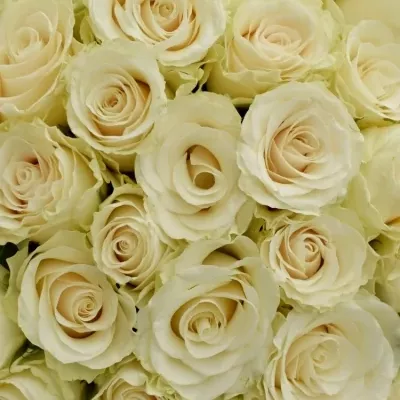 Kytica 100 krémových ruží Sols