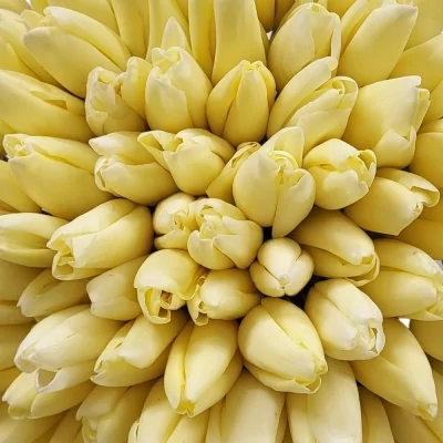Kytice 100 krémových tulipánů