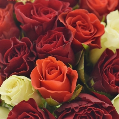 Kytice 100 ks míchaných růží ALISA 35cm