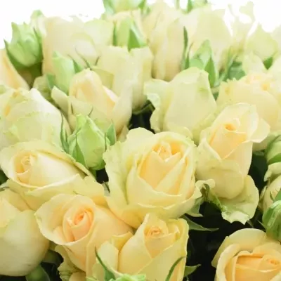 Kytice 100+ květů míchaná ABIRA