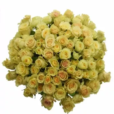 Kytice 100+ květů míchaná SAFIA 