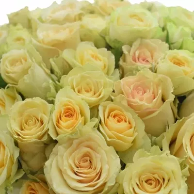 Kytice 100+ květů míchaná SAFIA 