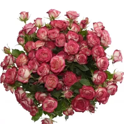 Kytice 100+ květů růže SAFINA 50cm