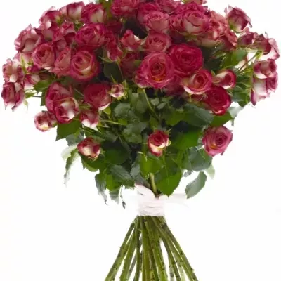 Kytice 100+ květů růže SAFINA 50cm