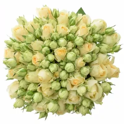 Kytice 100+ květů růží MAGIC AVALANCHE 50cm