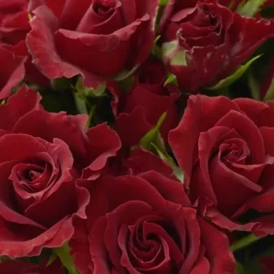 Kytice 100+ květů růží ADAMAH 50cm