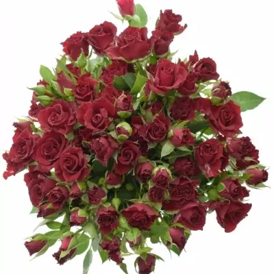 Kytice 100+ květů růží YVETTE 40cm
