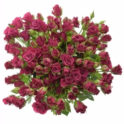 Kytice 100+ květů růží GLORIOUS 60cm