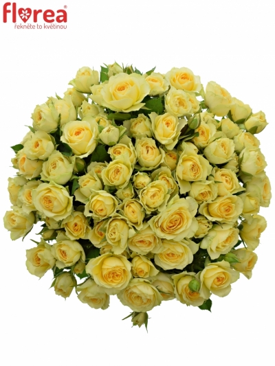 Kytica 100+ kvetov ruží Bandolero 40cm