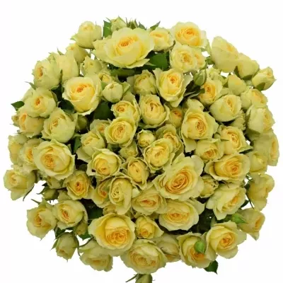Kytice 100+ květů růží BANDOLERO 50cm