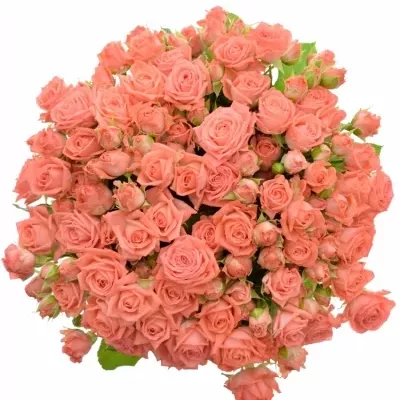 Kytice 100+ květů růží BARBADOS 50 cm