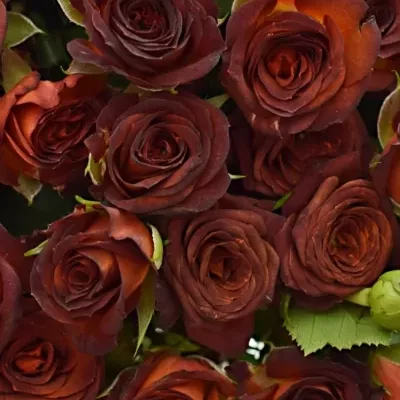 Kytice 100+ květů růží CHOCOCCINO 40cm