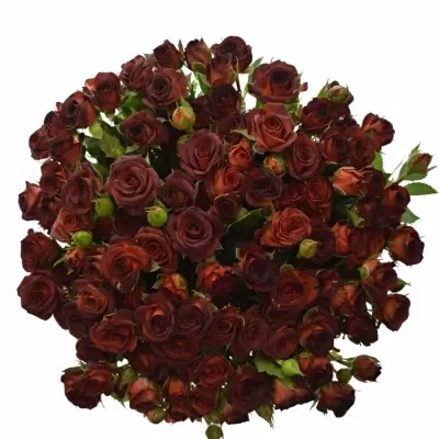 Kytice 100+ květů růží CHOCOCCINO 40cm