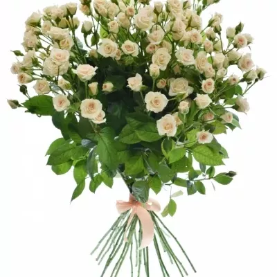 Kytice 100+ květů růží CREAM GRACIA