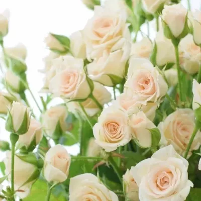 Kytice 100+ květů růží CREAM GRACIA