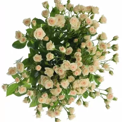 Kytice 100+ květů růží CREAM GRACIA 50 cm